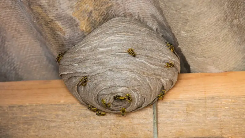 Image of a wasp nest is roof space