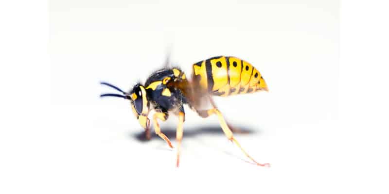 image of a wasp