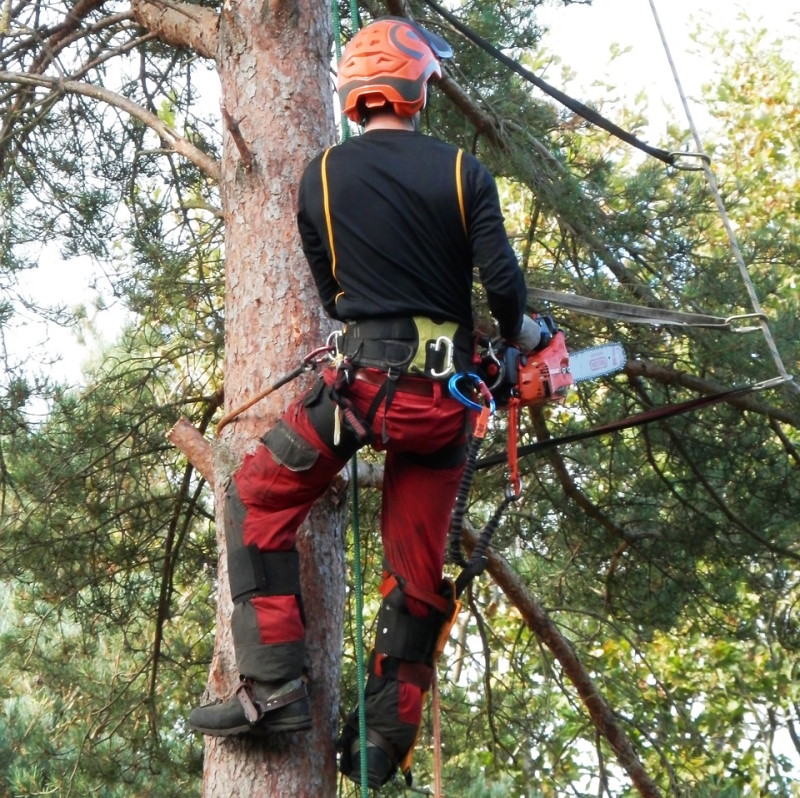 A professional tree surgeon up tree after informing owner of tree removal costs